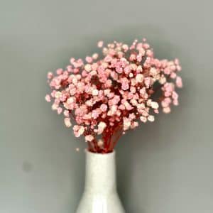 Konserverad brudslöja, rosa-vit