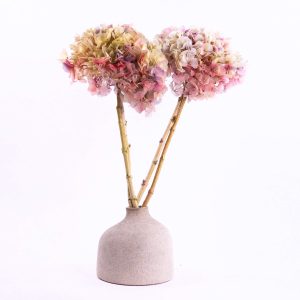 Konserverad storbladig hortensia, Purple-Pink-Green