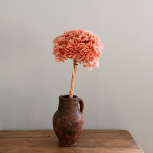 Konserverad hortensia, storbladig, peachy pink