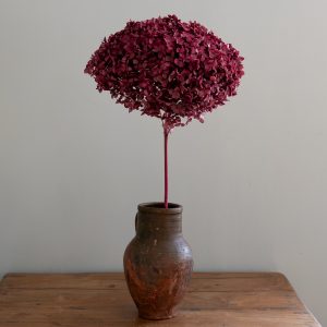 Konserverad hortensia, rund, rosy blush