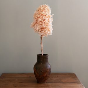 Konserverad hortensia, toppig - creamy strawberry champagne